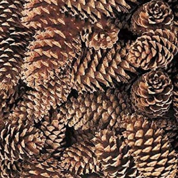 Gold Pine Cones Etsy