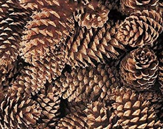 Loblolly Cone Pick | Pine Cones for Christmas Decor | 3"-4" (Sell By Pack 20 OR Box of 100)