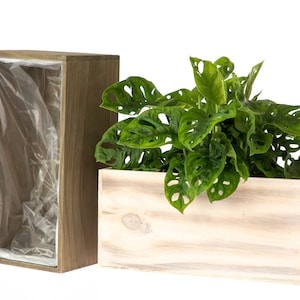 May include: Two wooden planter boxes, one with a clear plastic liner, the other with a green leafy plant. The plant has large, green leaves with holes in them.