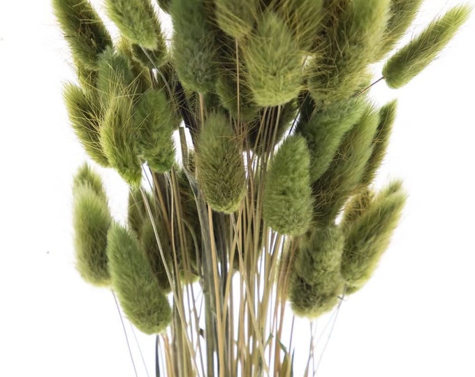Preserved Bunny Tails | Dried Bunny Tails Grass (Preserved Bunny Tails Color Regular) (Sell in Single Bunch) (20")