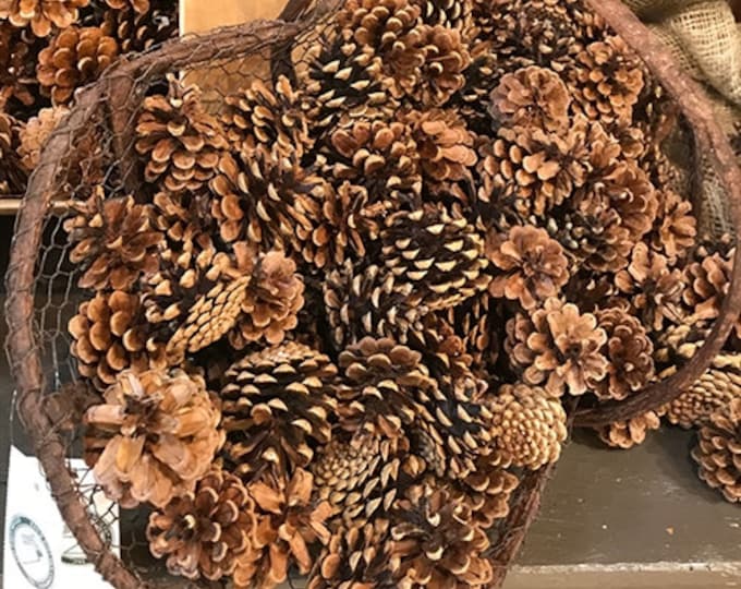 Austrica Cone Pick | Pine Cones for Christmas Decor | 2"-3" (Sell By Pack 12 OR Box of 100)
