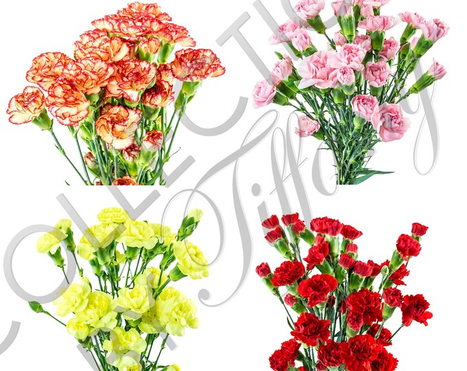 Fresh Mini Carnation| Fresh Cut Flowers (10 Stems/Bunch)