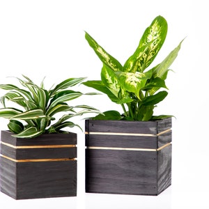 May include: Two potted plants in black square wooden planters with gold trim. The plants are green with white variegation.