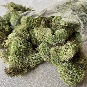 Preserved & Dyed Reindeer Moss | Available In 5 Colors (4 Oz Bag)