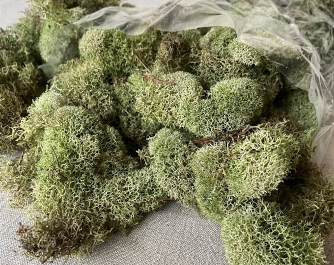 Preserved & Dyed Reindeer Moss | Available In 5 Colors (4 Oz Bag)