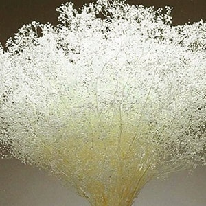 May include: A close-up of a bouquet of white baby's breath flowers. The delicate, airy blooms are clustered together, creating a soft, cloud-like appearance. The stems are a pale yellow, and the background is a neutral brown.