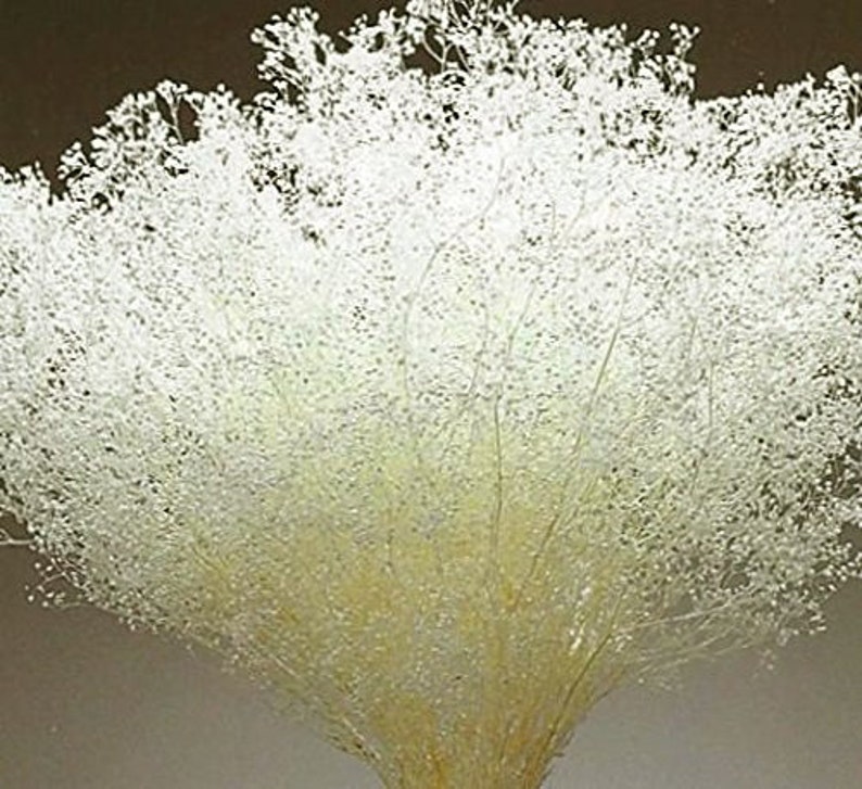 May include: A close-up of a bouquet of white baby's breath flowers. The delicate, airy blooms are clustered together, creating a soft, cloud-like appearance. The stems are a pale yellow, and the background is a neutral brown.