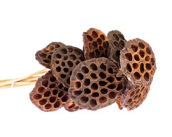 May include: A bundle of dried lotus seed pods, featuring a cluster of brown, hollowed-out pods with numerous small holes. The pods are tied together with natural-colored stems, creating a unique, textured arrangement. The background is plain white.