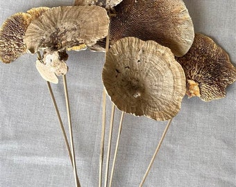 May include: A collection of dried, tan-colored bracket fungi, each with a unique textured surface, mounted on thin, natural-toned stems. The fungi vary in size and shape, creating a natural, organic arrangement. The background is a light gray fabric.
