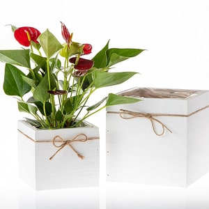 May include: Two white square wooden planters, one holding a green plant with red flowers. The planters are decorated with twine tied in bows. The plant has large green leaves and vibrant red flowers, creating a striking contrast against the white planters.