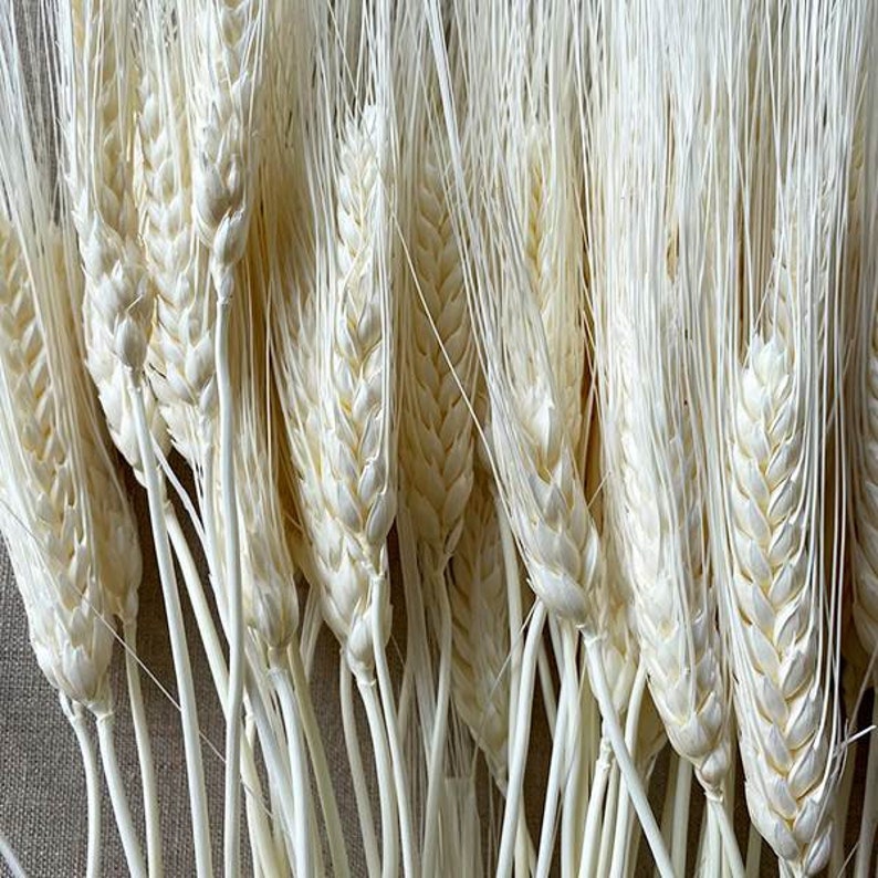 K&ouml;nnte beinhalten: Nahaufnahme eines B&uuml;ndels getrockneter, gebleichter Weizen&auml;hren. Der Weizen hat eine cremewei&szlig;e Farbe mit langen, schlanken Stielen und detaillierten Samenk&ouml;pfen. Die Anordnung ist dicht, mit sich &uuml;berlappenden Stielen.