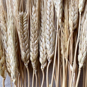 K&ouml;nnte beinhalten: Nahaufnahme von getrockneten Weizen&auml;hren, die die nat&uuml;rlichen Beige- und Braunt&ouml;ne der K&ouml;rner und St&auml;ngel zeigen. Das Bild hebt die Textur und die Details des Weizens hervor, ideal f&uuml;r rustikale Dekoration oder Bastelprojekte.