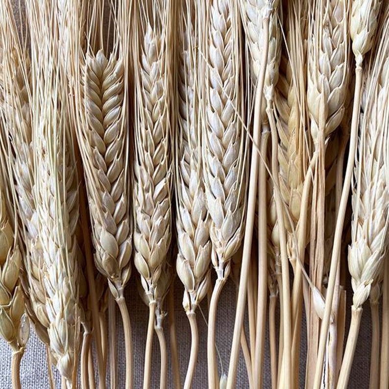 K&ouml;nnte beinhalten: Nahaufnahme von getrockneten Weizen&auml;hren, die die nat&uuml;rlichen Beige- und Braunt&ouml;ne der K&ouml;rner und St&auml;ngel zeigen. Das Bild hebt die Textur und die Details des Weizens hervor, ideal f&uuml;r rustikale Dekoration oder Bastelprojekte.