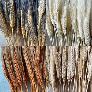 K&ouml;nnte beinhalten: Eine Sammlung getrockneter Weizen&auml;hren in verschiedenen Farben, darunter Schwarz, Wei&szlig; und Schattierungen von Braun und Beige. Das Getreide ist in B&uuml;ndeln angeordnet und zeigt die Textur und die Details der K&ouml;rner und St&auml;ngel. Das Bild ist eine Nahaufnahme.