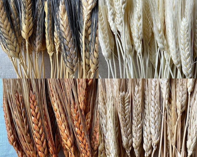 Dried Wheat Bunch - 8oz | Natural or Blackbeard or Bleached or Rust wheat bunch (sell in SINGLE bunch)
