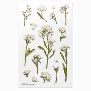 Appree Pressed Flower Stickers Sweet Alyssum