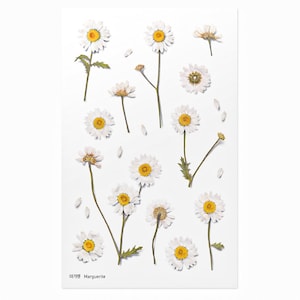 Adesivi con fiori pressati Appree Marguerite