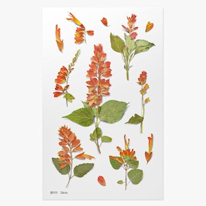 Appree Adesivi floreali pressati Salvia