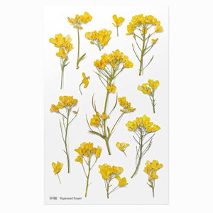 Appree Pressed Flower Stickers Rapeseed Flower