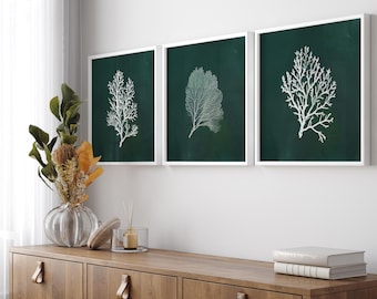 Conjunto de estampas de coral verde – Arte de parede náutica costeira