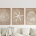 Coastal Wall Art, Boho Decor, Seashell and Starfish , Minimalist Wall ...