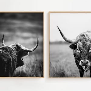 Longhorn Cow Photography Print: Rustic Farmhouse Wall Art