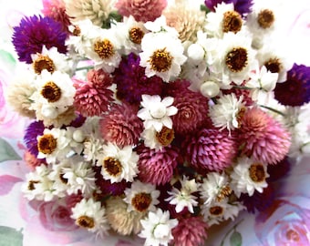 Dried flower bouquet with sand immortelle, paper buttons (Ammobium alatum) and amaranths from our own organic cultivation (harvest 2023), from 12 cm