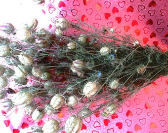 10 pieces/20 pieces dried Nigella damascena "Jungfer im Grünen" (harvest 2023), from 30 cm