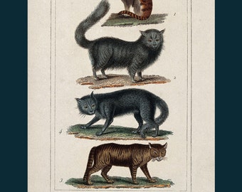 Cat card / birthday card. From a vintage victorian illustration.