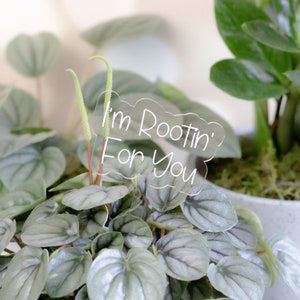 Clear Plant Marker | I&#39;m Rootin&#39; For You | Plant Mom | Plant Dad | Plant Signs | Plant Stake | Plant Mom | Plant Lady | Garden Sign