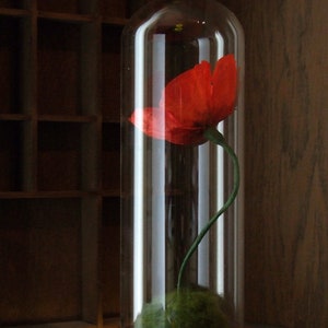 K&ouml;nnte beinhalten: Eine einzelne rote Mohnblume, die unter einer Glasglocke mit einem gr&uuml;nen Stiel und einer Moosbasis konserviert ist. Die Glocke sitzt auf einem Holzsockel.
