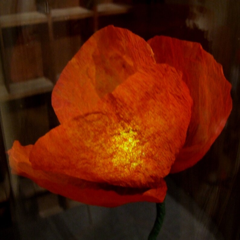 K&ouml;nnte beinhalten: Eine einzelne, gro&szlig;e, orangefarbene Mohnblume mit einer strukturierten Oberfl&auml;che. Die Blume wird von hinten beleuchtet, wodurch ein warmes Leuchten entsteht.