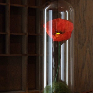 K&ouml;nnte beinhalten: Eine rote Mohnblume, die in einer Glaskuppel auf einem Holzsockel eingeschlossen ist. Die Blume wird von innen beleuchtet und erzeugt so ein warmes Leuchten.