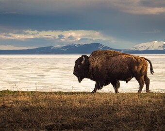 Yellowstone Buffalo Photo Print, National Park Wall Art