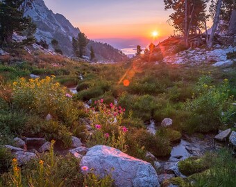 Grand Teton National Park Photo Print, Wildflower Meadow, Wyoming Wall Art