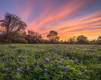May include: A field of purple wildflowers in bloom at sunset. The sky is a vibrant orange and pink with clouds.