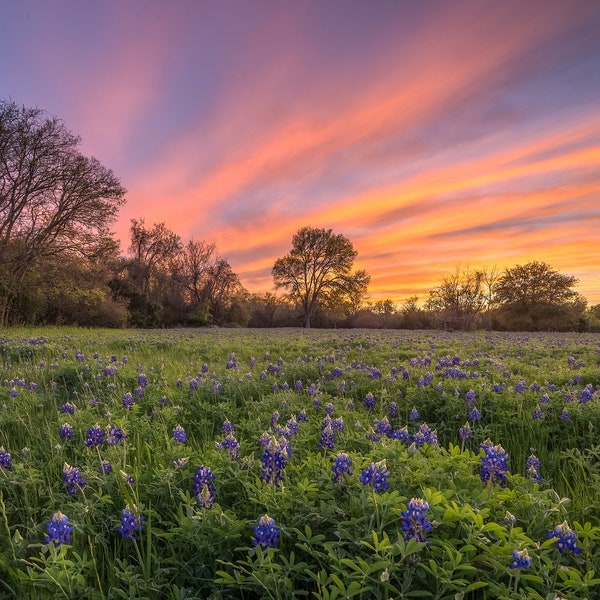Texas Metal Art Etsy