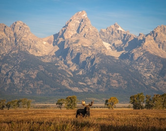 Grand Teton Moose PRINT-Canvas, Metal, or Fine Art Photo Paper-Original Photo-National Park Wall Art - Wyoming, Mountains, Wildlife Art