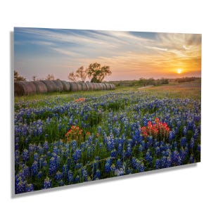 May include: A field of bluebonnet wildflowers in bloom at sunset with hay bales in the background.