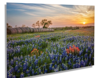 May include: A field of bluebonnet wildflowers in bloom at sunset with hay bales in the background.