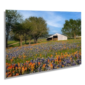May include: A white barn with a Texas flag on the side sits in a field of bluebonnet and Indian paintbrush wildflowers.
