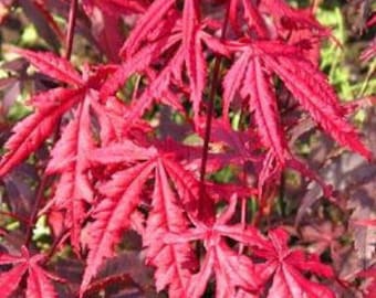 Red Leaf Japanese Maple, Acer palmatum var. atropurpureum, Small Tree or Multi-stemmed Shrub, Deeply Lobed Red Leaves