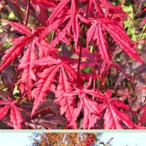 Red Leaf Japanese Maple, Acer palmatum var. atropurpureum, Small Tree or Multi-stemmed Shrub, Deeply Lobed Red Leaves