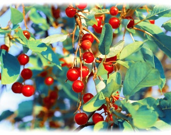 Choke Cherry Tree, Prunus virginiana, Small Red to Purple Fruit, White Spring Flowers, Wildlife Value,  Autumn Color, Drought, Heat Tolerant