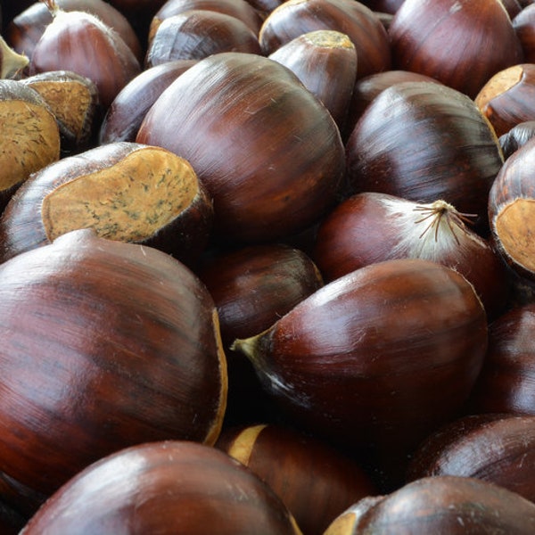 Chinese Chestnut Tree (2 Pack), Castanea mollissima, Blight resistant, Edible Nuts, Attracts Wildlife, Ornamental, Sweet Nuts, Full Sun