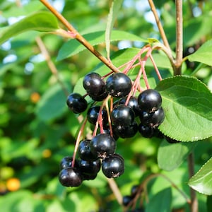 Aronia Bush, Aronia Melanocarpaa, Edible Fruit, Adaptable, Dark Purple Berries, Fall Color, Full to Partial Sun