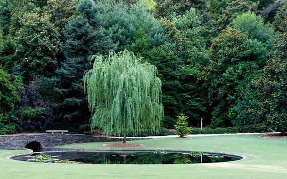Buy Black Willow Tree (Salix babylonica), FREE SHIPPING, Wilson Bros  Gardens