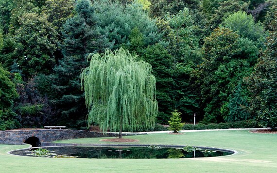 Weeping Willow Tree, Salix 'babylonica', Large & Fast Growing, Full Sun,  Beautiful Tree, Ornamental, Adaptable Trees, Budget Landscape - Etsy