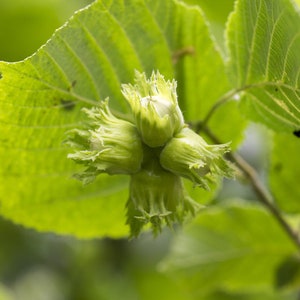 American Hazelnut Tree, Corylus americana, Small Tree, Large Shrub, Edible Nut, Attracts Wildlife, Full Sun