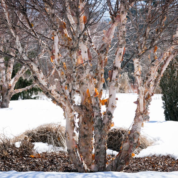 Copper / River Birch Tree, Single Tree